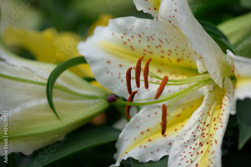 close up of an white and yellow Oriental hybrid Lilium, Archelirion photo