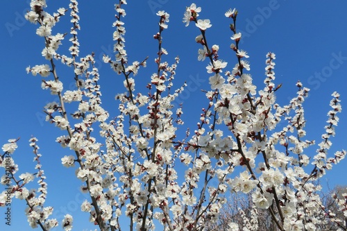 Blossoming apricot tree in the garden on blue sky background