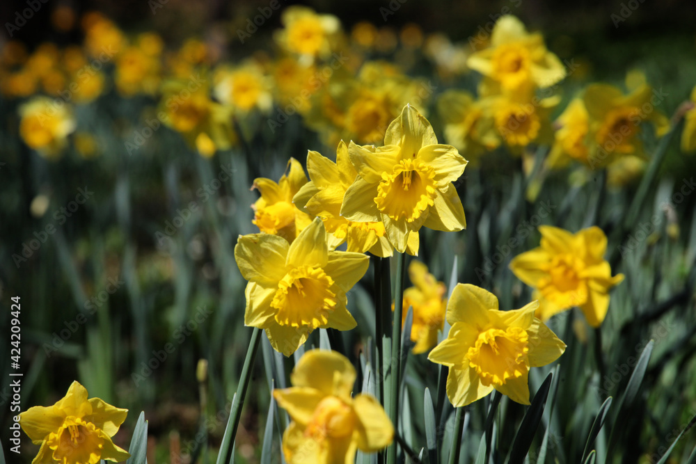 Bright yellow daffodils 'Dutch Master' in flower a sunny day Bright yellow daffodils 'Dutch Master' in flower a sunny day