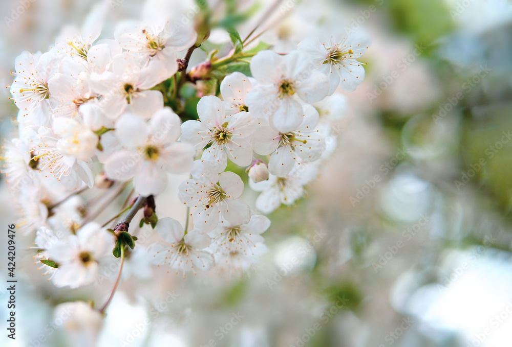 Spring flowers of white bird cherry blossom.