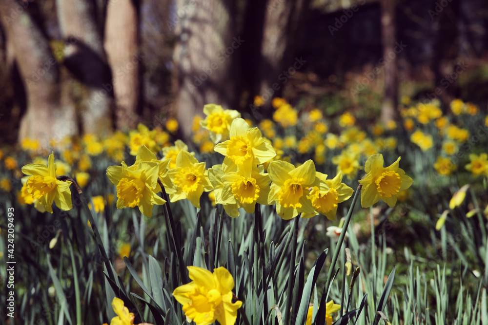 Fototapeta premium Bright yellow daffodils 'Dutch Master' in flower a sunny day