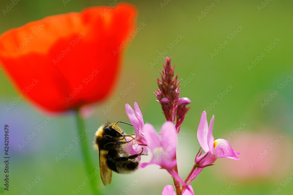 Small bee on a flower in the evening sun Small bee on a flower in the evening sun