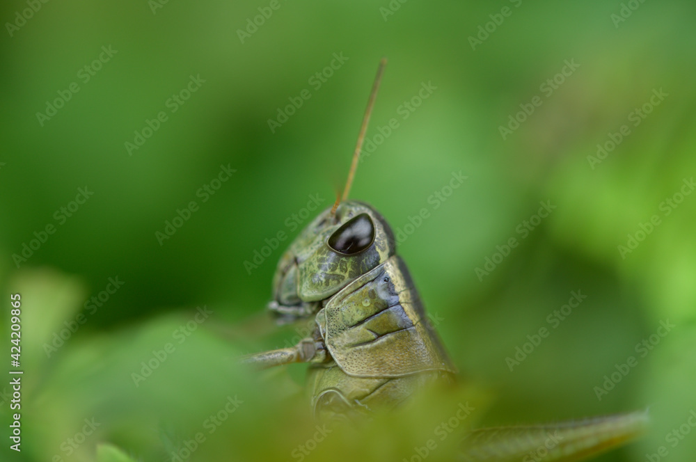 grasshopper on a leaf grasshopper on a leaf