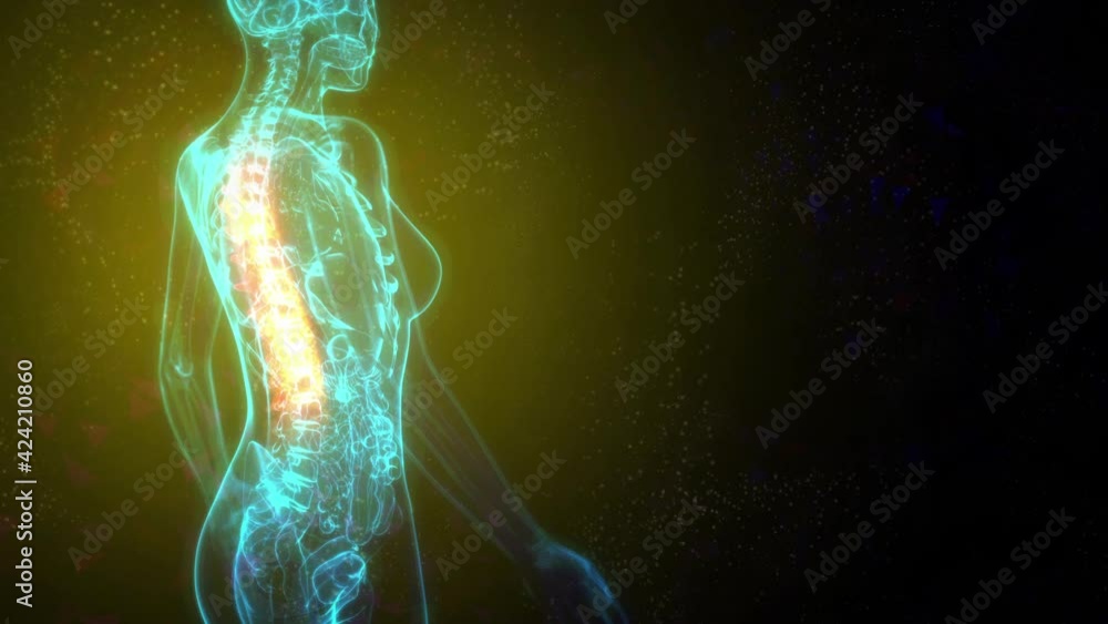 Thoracic, middle zone of backbone on xray body - human body Stock ビデオ ...