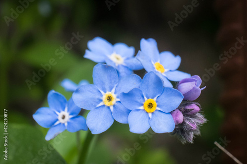 Blue forget-me-not flowers in the garden close-up.
