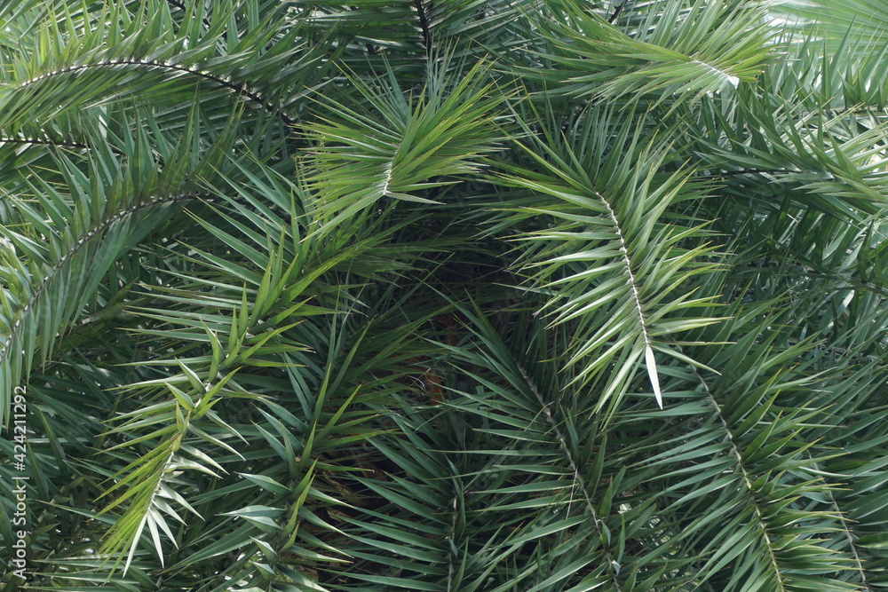 Dwarf date palm on the nature Dwarf date palm on the nature