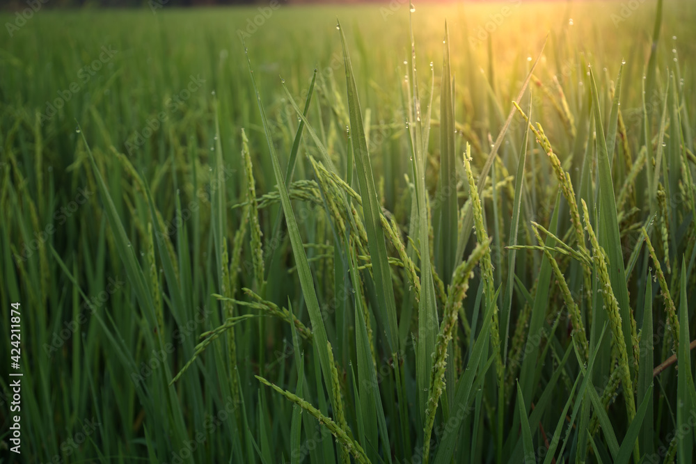 Fototapeta premium Green rice fields with sunshine and morning mist in equatorial