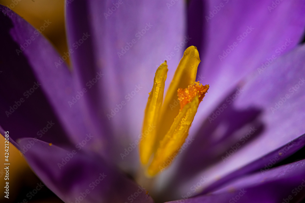 Crocus plant in the forest, macro Crocus plant in the forest, macro