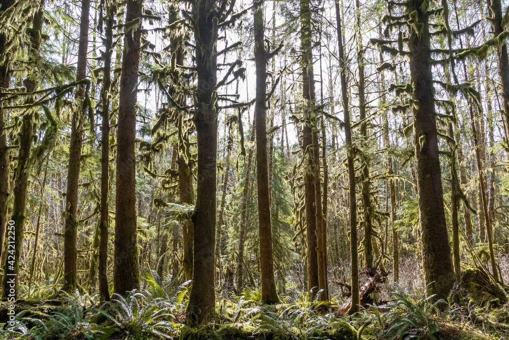 Obraz premium The sun shining through the temperate rainforest of the Hoh rainforest in Olympic National Park