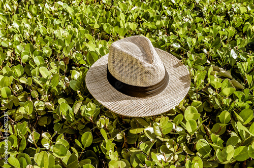 tropical panama hat on green leaves