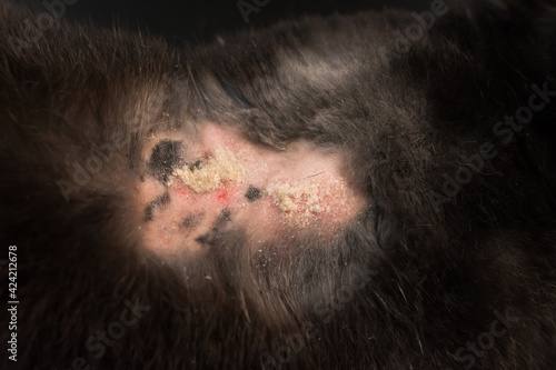 close-up photo of rabbit dermatitis photo