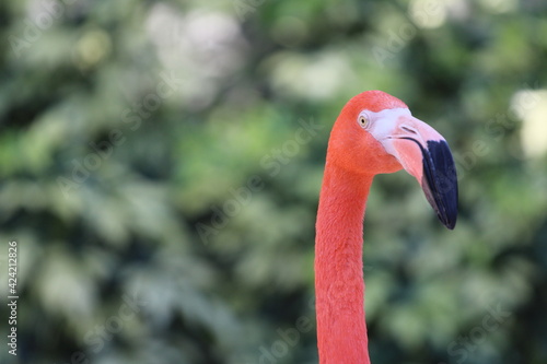 Pink Flamingo on a Leafy Background