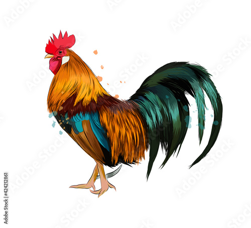 Cock from a splash of watercolor, colored drawing, realistic. Vector illustration of paints