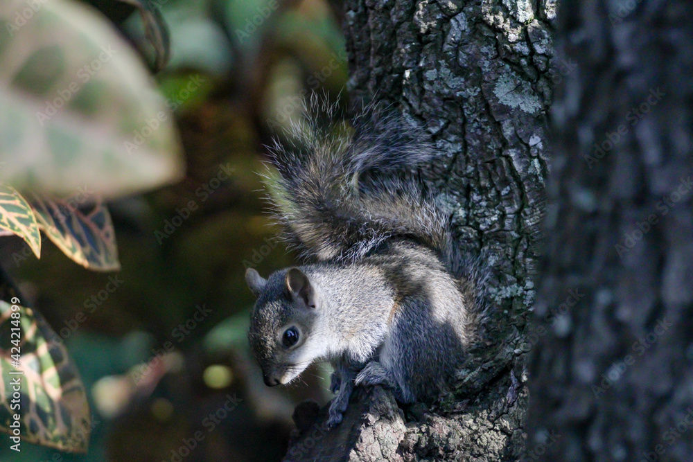 Fototapeta premium Baby Squirrel 