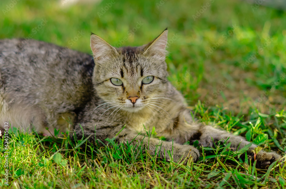 A beautiful graceful striped cat with green eyes is basking in the sun on the lawn.