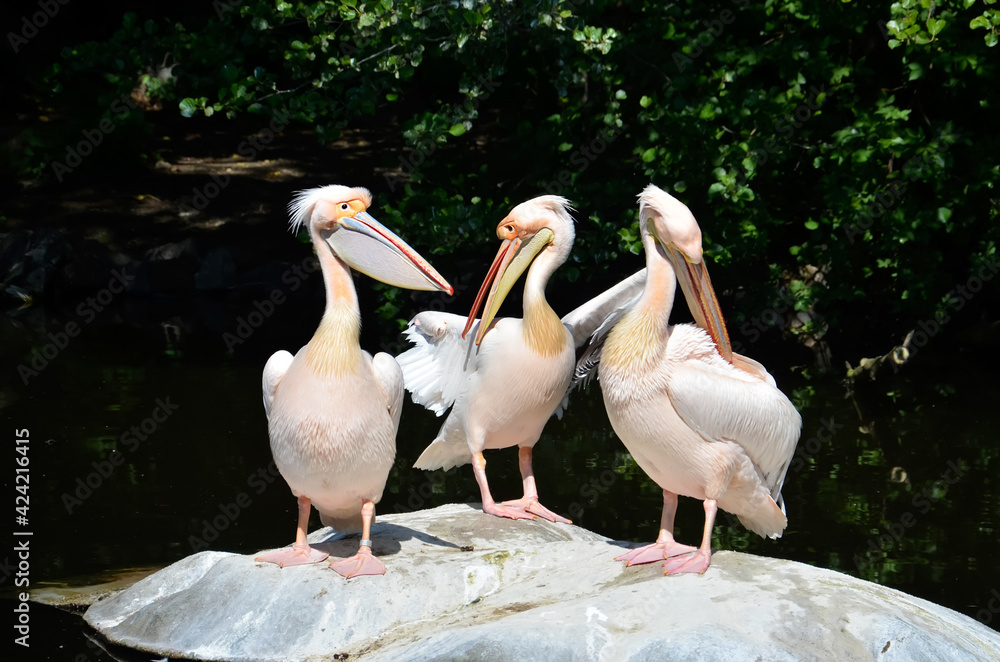 Group of great white pelican on the rocks at the zoo Group of great white pelican on the rocks at the zoo