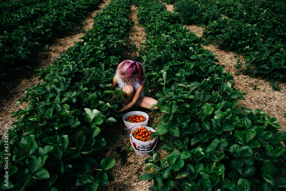 Fototapeta premium Picking fresh strawberries