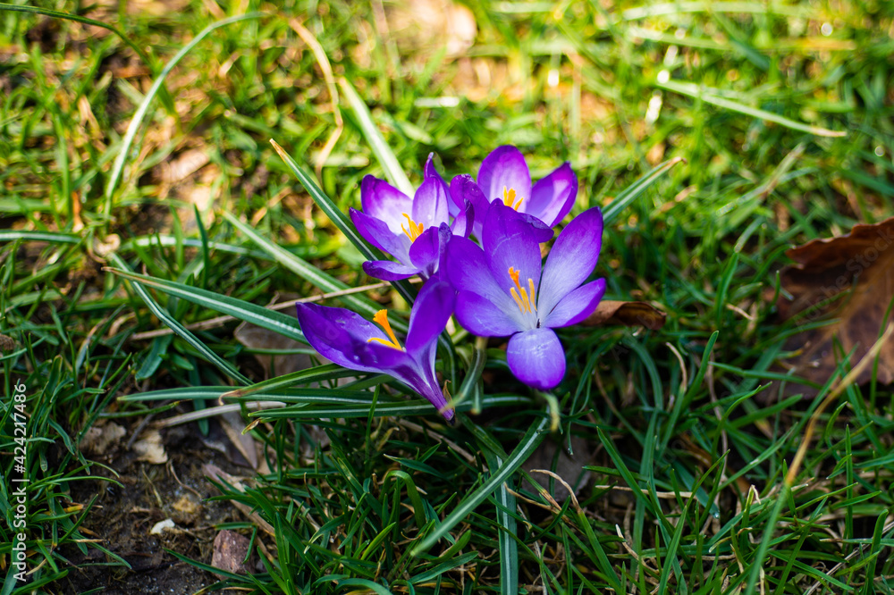 crocuses in the spring. the crocus bloomed. spring flowers in the park. beautiful purple flower. flowers macro crocuses in the spring. the crocus bloomed. spring flowers in the park. beautiful purple flower. flowers macro