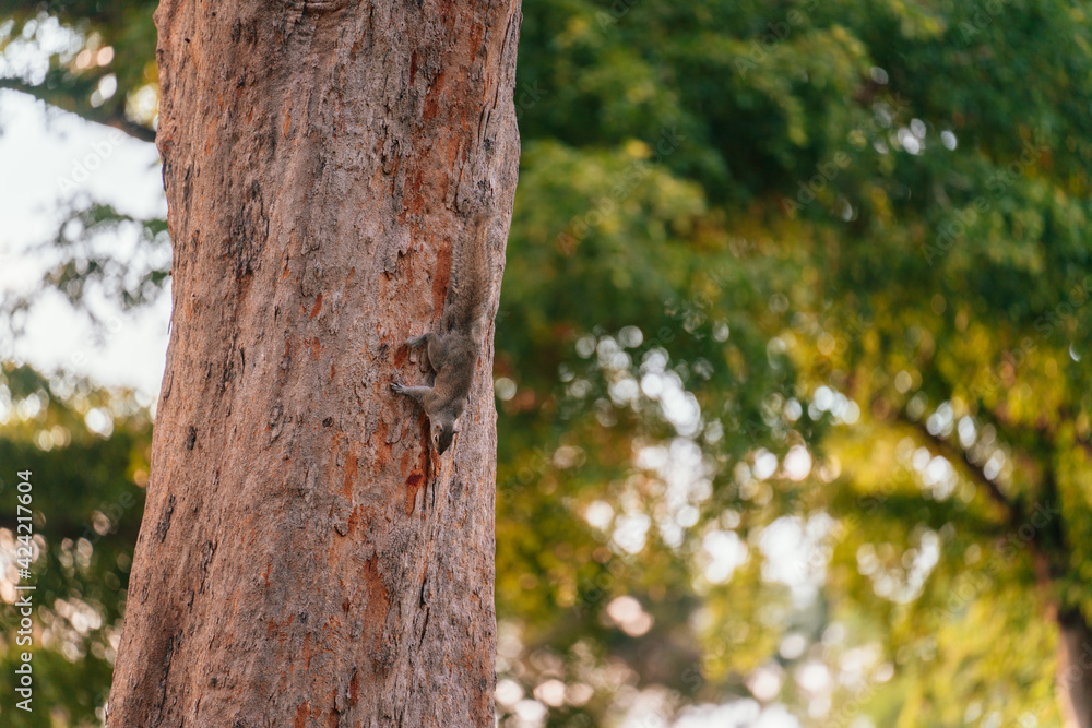 tree in the forest squirrel nature tree in the forest squirrel nature