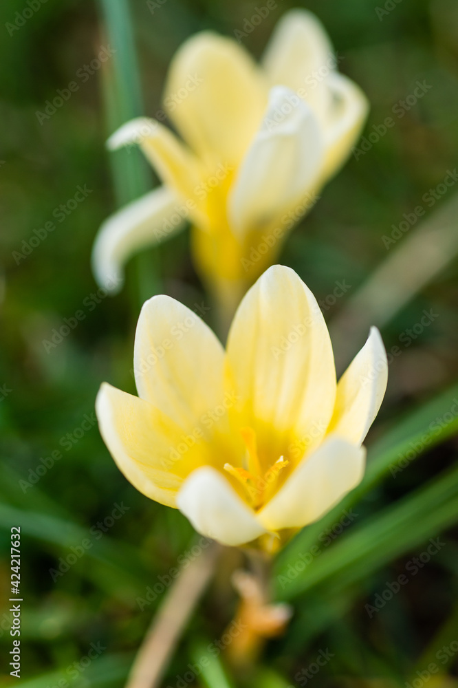 crocuses in the spring. the crocus bloomed. spring flowers in the park. beautiful purple flower. flowers macro