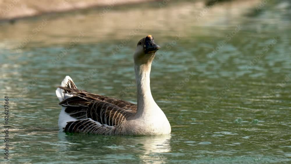 African swan goose (Anser cygnoides) floating on water lake in city park, close up portrait African swan goose (Anser cygnoides) floating on water lake in city park, close up portrait