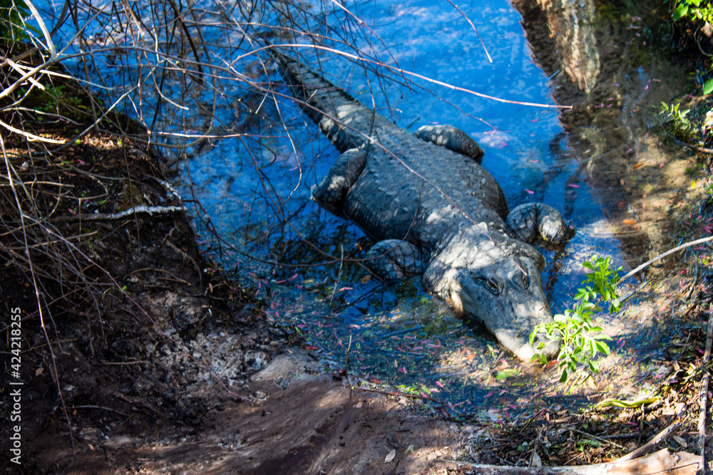 Obraz premium alligator in the swamp