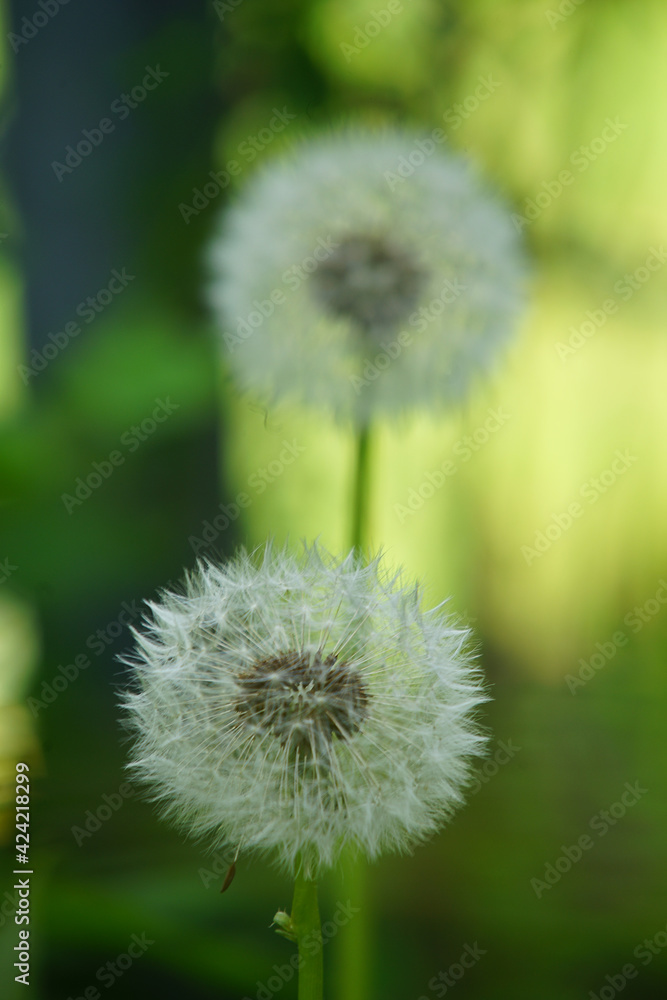 Fototapeta premium spring flower