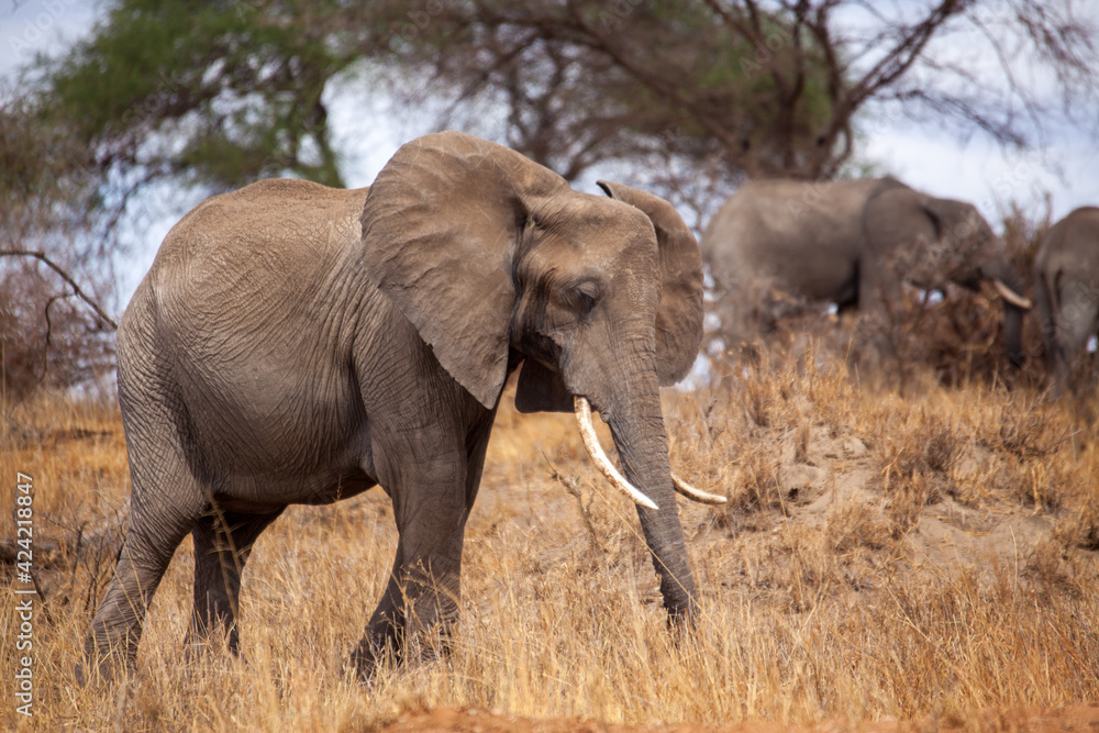 Fototapeta premium Elephant