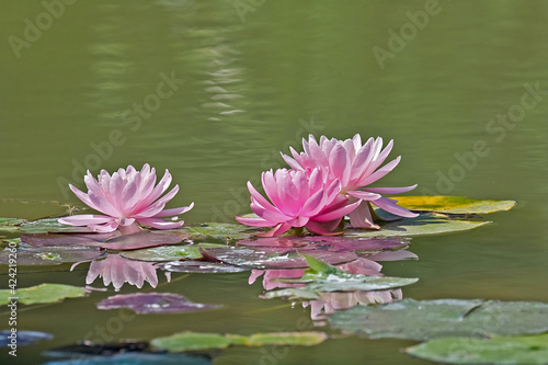 flowers of the water lily