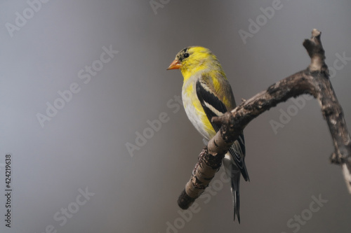 Male gold finch perched on branch half molted to bright yellow summer plumage. Patchy looking this time of year 