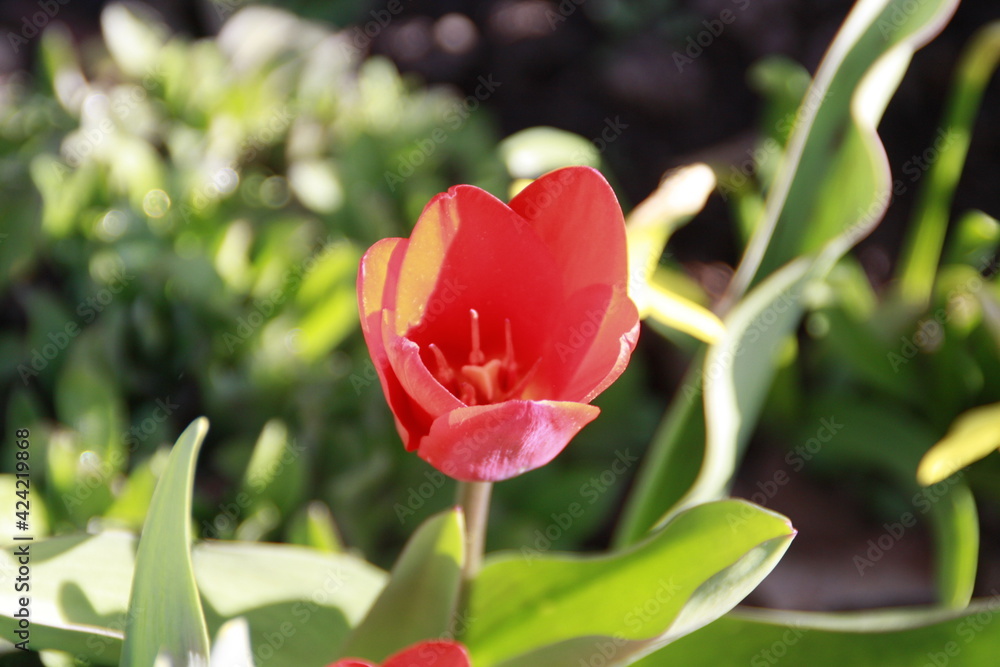 Fototapeta premium frühling kommt