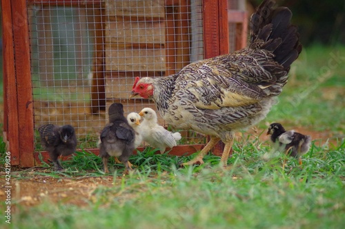 poule et ses poussins
