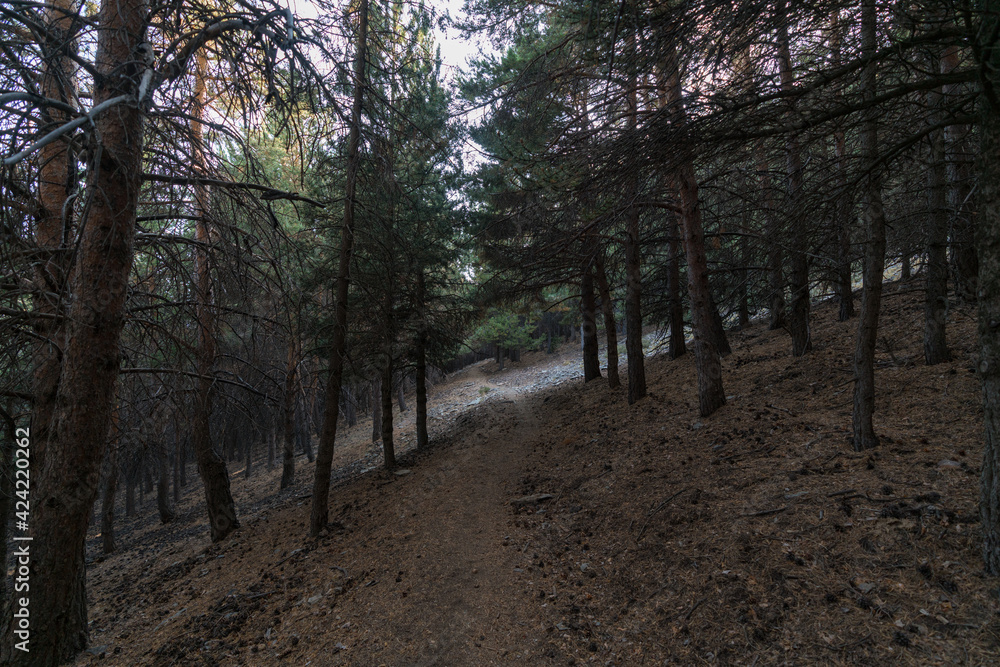 Fototapeta premium dirt road in the Sierra Nevada mountain
