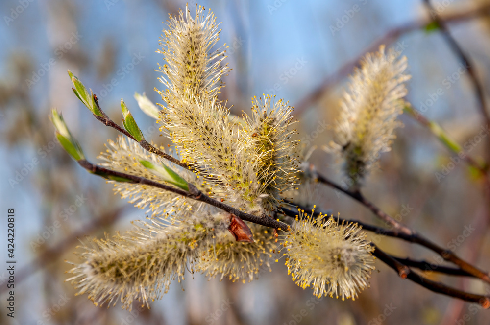Branch of pussy-willow tree with tiny fluffy blossom catkin in early spring in the back light of a sun on the blue sky background. Easter in tender colors