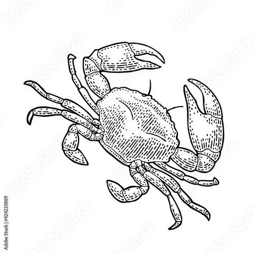 Crab isolated on white. Vector black vintage engraving