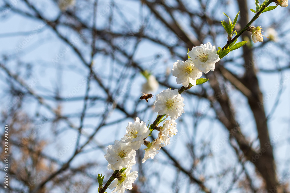 虫と花 虫と花