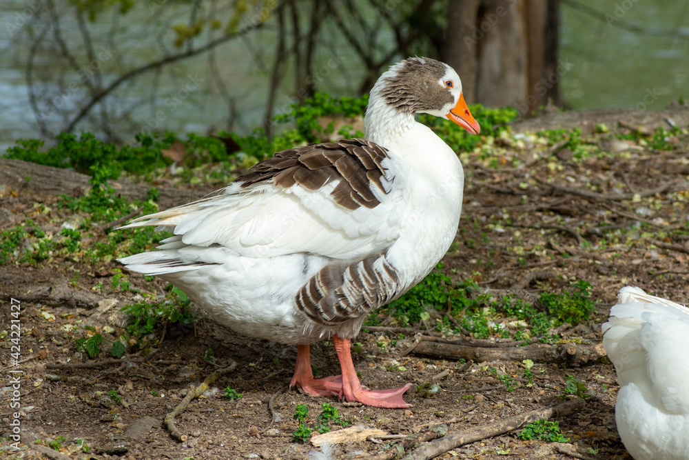 Pato marrón y blanco en los jardines de Aranjuez Pato marrón y blanco en los jardines de Aranjuez