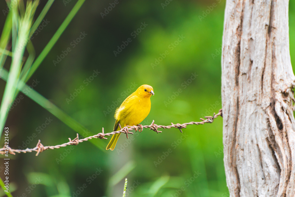 Vibrant yellow canary bird with some seeds on the beak, on top of a farm fence. Brazilian Canary. Vibrant yellow canary bird with some seeds on the beak, on top of a farm fence. Brazilian Canary.