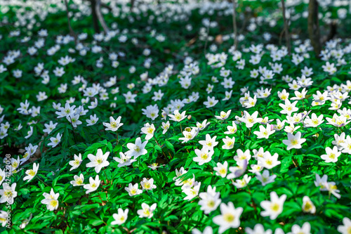 Vinca minor Alba - Small evergreen flowers on the ground in the forest