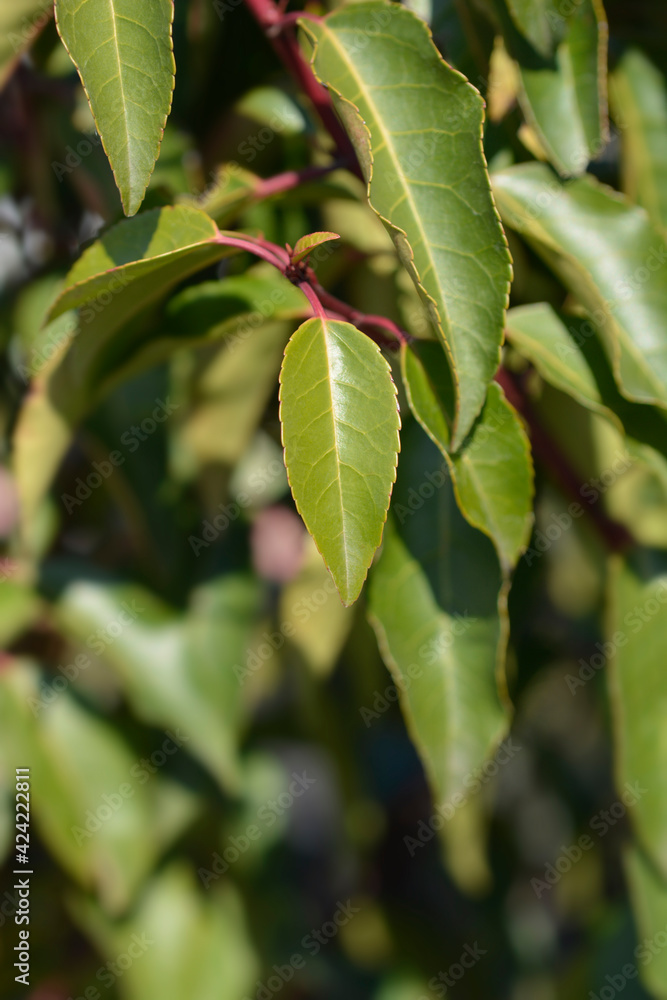 Obraz premium Portuguese Laurel Cherry