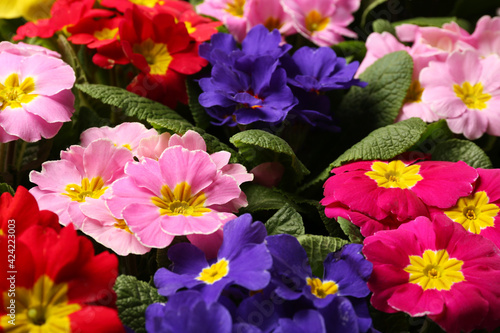 Beautiful primula  primrose  plants with colorful flowers as background  closeup. Spring blossom