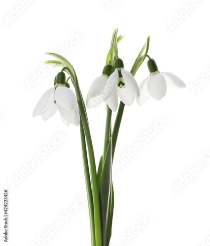 Beautiful snowdrops on white background. Spring flowers