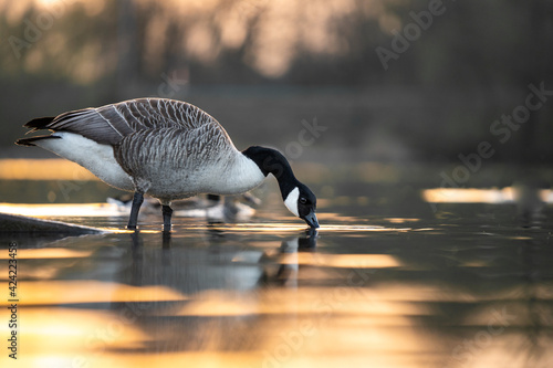 Fototapeta Naklejka Na Ścianę i Meble -  Beautiful Canadian Goose drinking from lake at sunset during golden hour sunshine sun light shining reflecting on river water at nature reserve reservoir. Reflection of geese in wetland at sunrise.