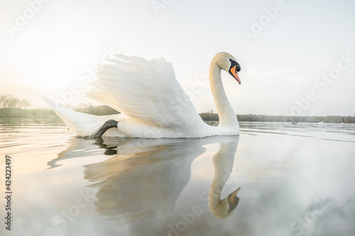 Fototapeta Naklejka Na Ścianę i Meble -  Beautiful swan sunset reflecting in calm still river water morning mist with golden light and sunshine.  Tranquil peaceful sunrise scene with Cygnus swimming on pond lake.