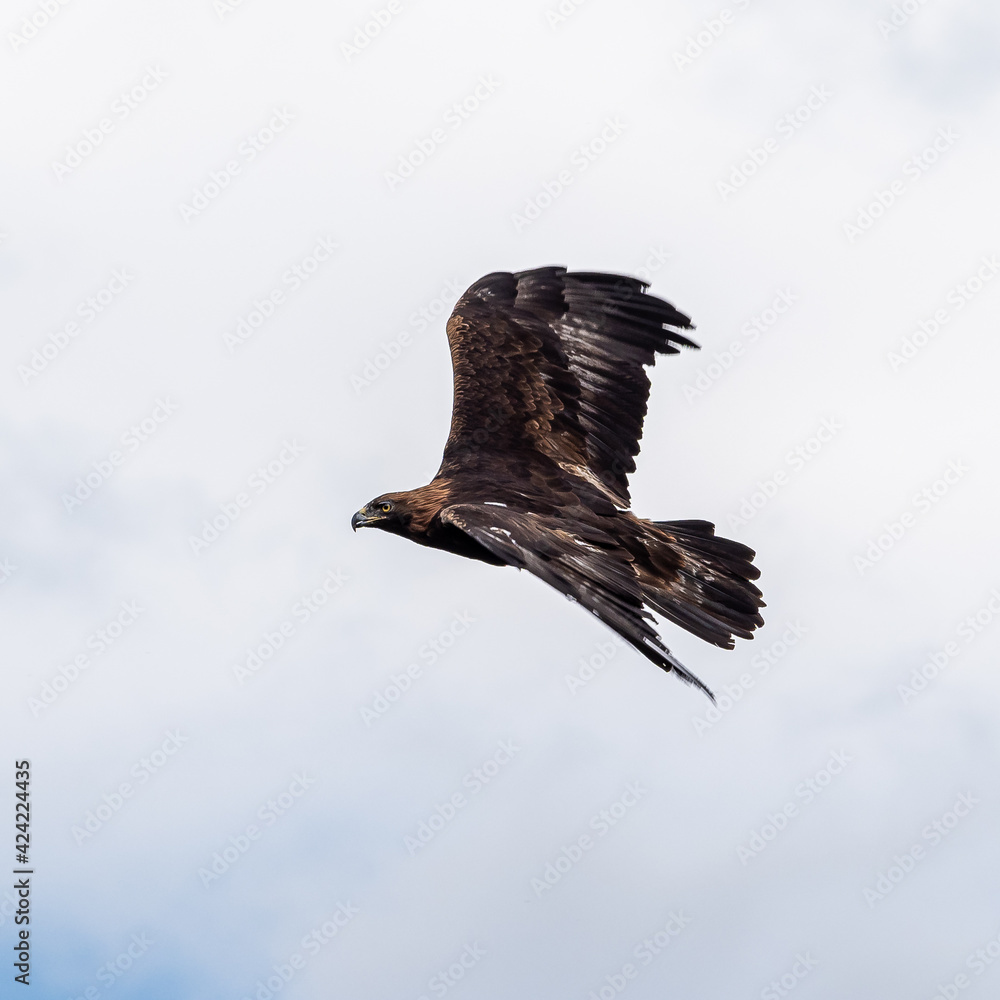 Fototapeta premium Golden eagle, Aquila chrysaetos sitting on a branch