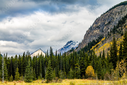 Photography Fall colours abound along the Icefields Parkway
