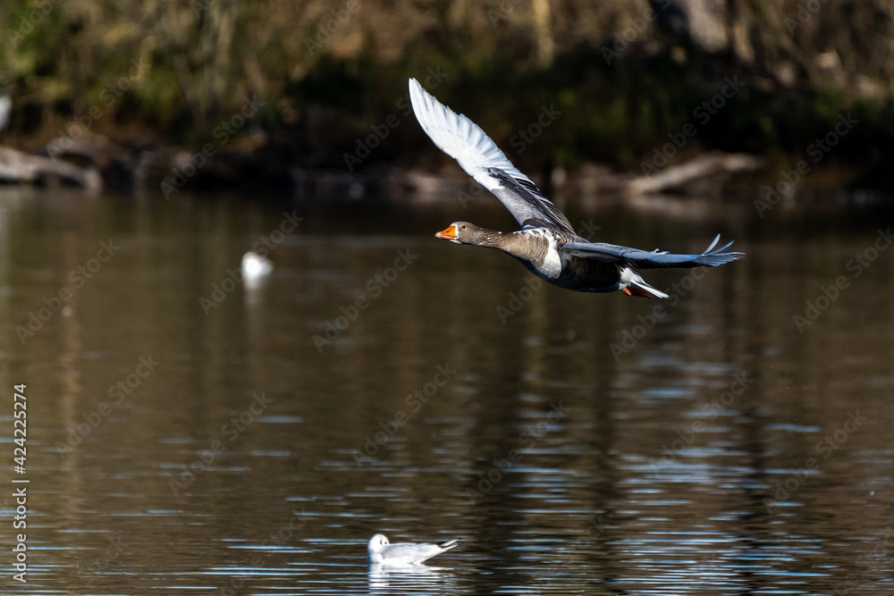The flying greylag goose, Anser anser is a species of large goose The flying greylag goose, Anser anser is a species of large goose