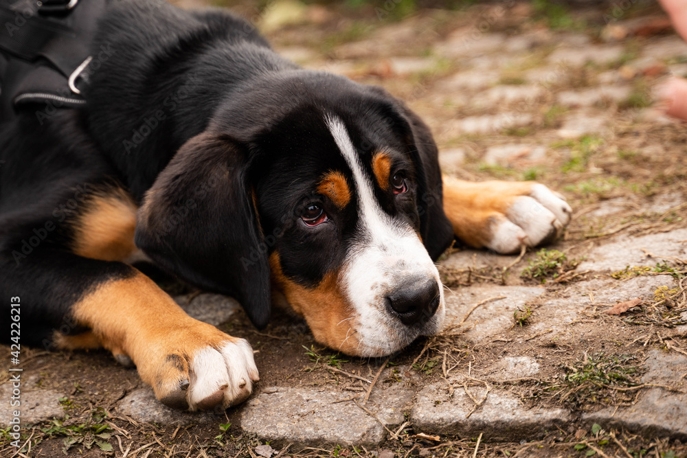 Berner Sennenhund liegt auf dem Boden und schaut traurig Berner Sennenhund liegt auf dem Boden und schaut traurig