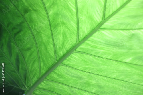 Green leaves background. Leaf texture. Macro tropical green leaf. Biotechnology concept background.