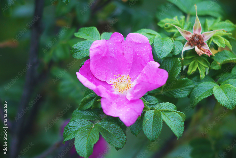 Pink flower. Little flower. Wild flower. Small plant. Pink flower. Little flower. Wild flower. Small plant.